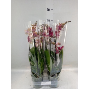 Phalaenopsis multi. 'Reyoung Miley'