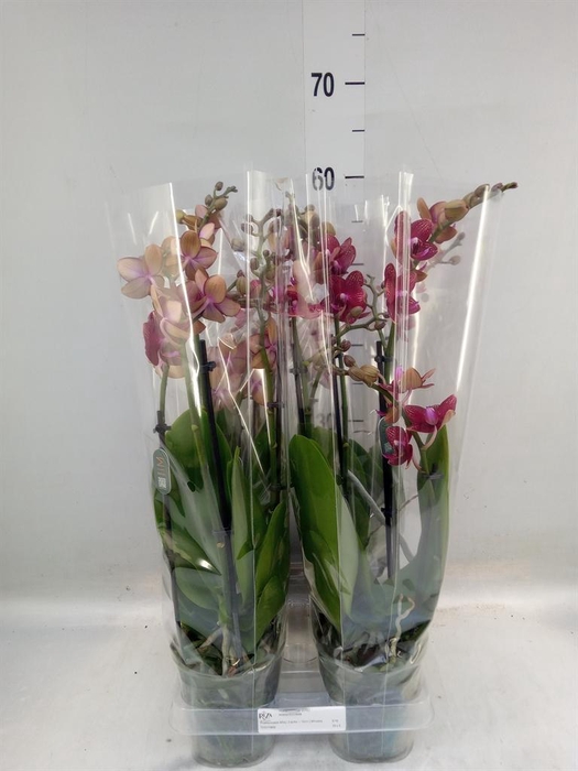 <h4>Phalaenopsis multi. 'Reyoung Miley'</h4>