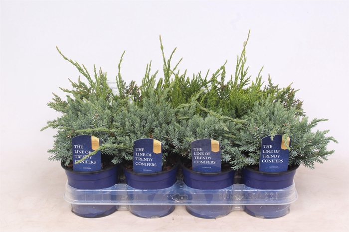 <h4>Jun Gemengd</h4>