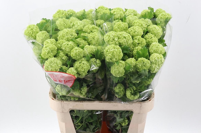 <h4>Viburnum Roseum St</h4>