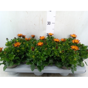 Osteospermum  'Margarita Orang Fla'