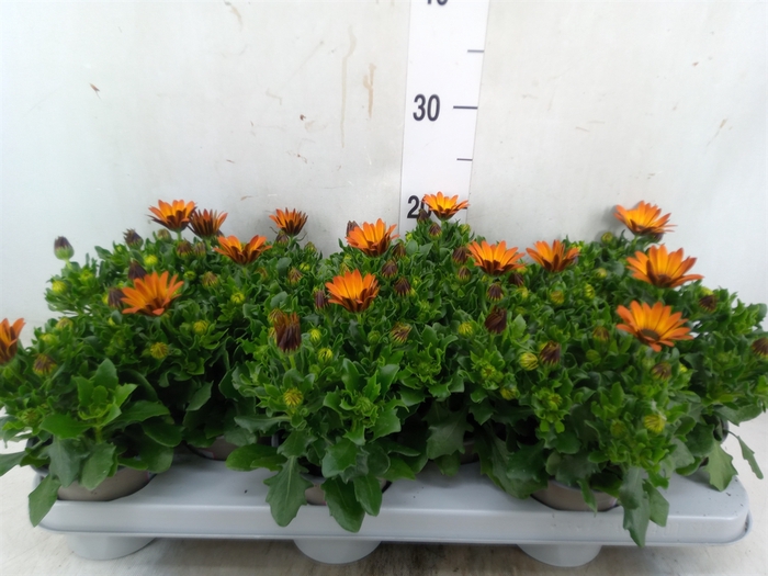<h4>Osteospermum  'Margarita Orang Fla'</h4>