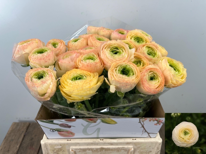 <h4>RAN SU GRAND PASTEL</h4>