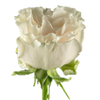R Gr Cotton Xpression Cream 50cm EC