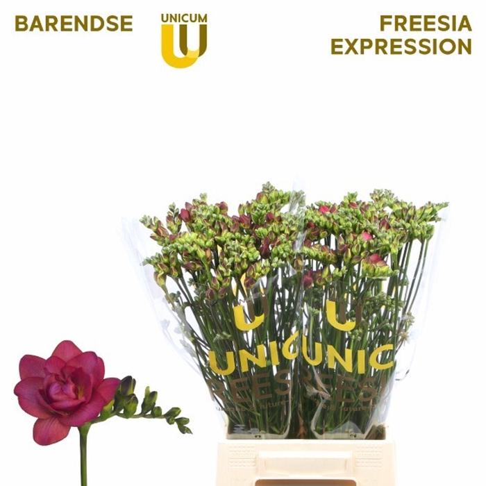 <h4>Freesia du Expression</h4>