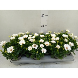 Osteospermum  'Margarita Cream'