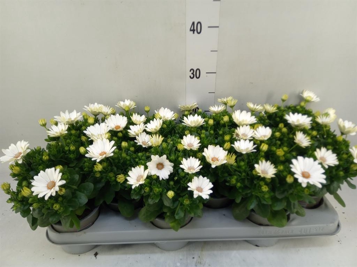 <h4>Osteospermum 'Margarita Cream'</h4>