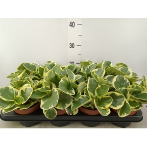 Peperomia obt. 'Variegata'