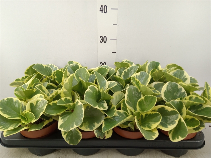<h4>Peperomia obt. 'Variegata'</h4>