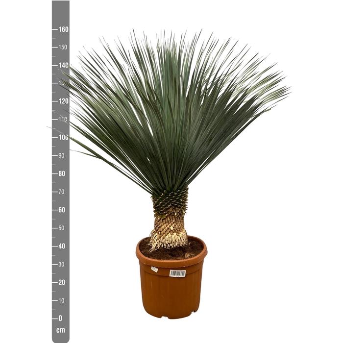 <h4>YUC ROSTRATA</h4>