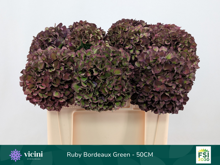 <h4>Hydr Ruby Bordeaux Green 50 cm Vicini</h4>