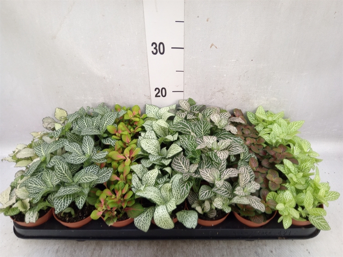 <h4>Fittonia   ...mix 7</h4>