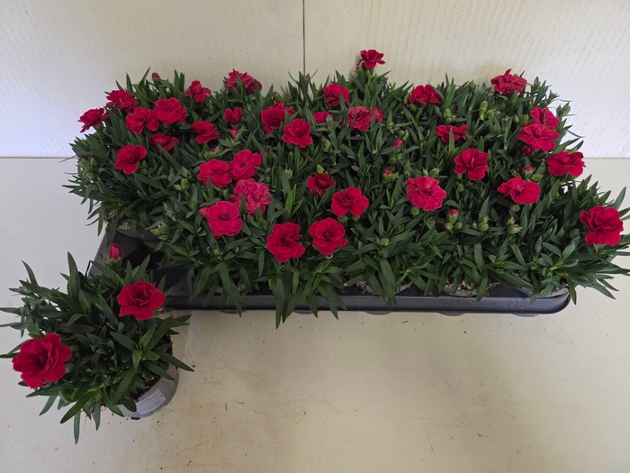 <h4>DIAN OSC CHERRY</h4>