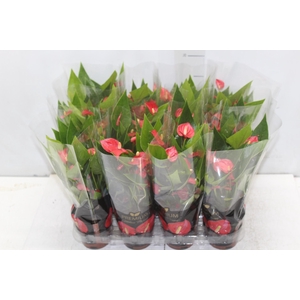 ANTHURIUM MINI MILLION FLOWERS P09