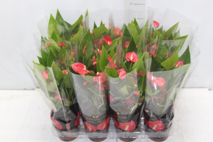 <h4>ANTHURIUM MINI MILLION FLOWERS P09</h4>
