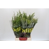 BQ Cape Greenmix