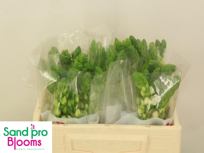 <h4>ORNIT THY MILKY WAY</h4>