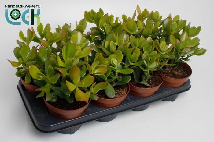 <h4>Crassula Ovata</h4>