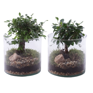 Bonsai Indoor Mix Ø09cm Ball Shape in Glass Vase Cylinder Ø15cm