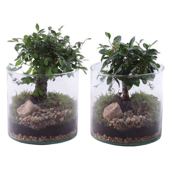 <h4>Bonsai Indoor Mix Ø09cm Ball Shape in Glass Vase Cylinder Ø15cm</h4>