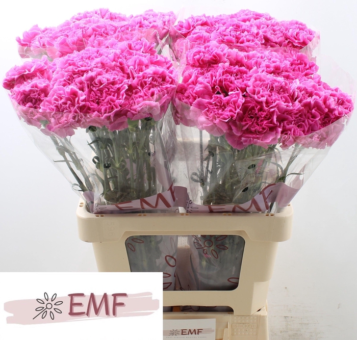 <h4>DI ST FARIDA</h4>