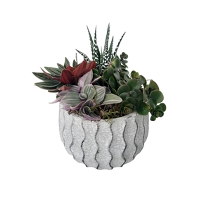 Arr.   Kamerplant Groen L%