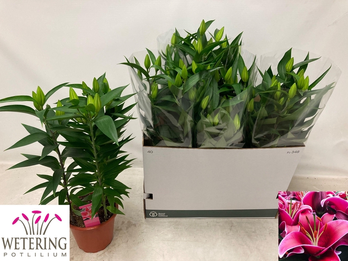 <h4>LIL OR SUNNY KEYS</h4>