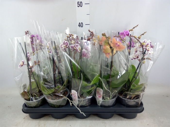 <h4>Phalaenopsis multi.   ...mix  4</h4>