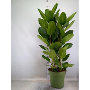 Ficus benghalensis 'Audrey'