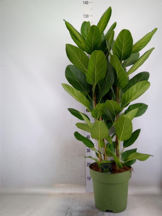<h4>Ficus benghalensis 'Audrey'</h4>