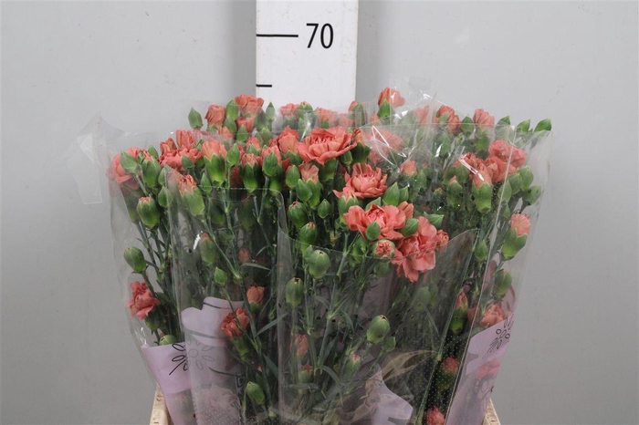 <h4>Di Tr Miss Indie</h4>