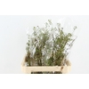 ROSA CORALLO GREEN 070CM
