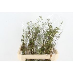 ROSA CORALLO GREEN 080CM