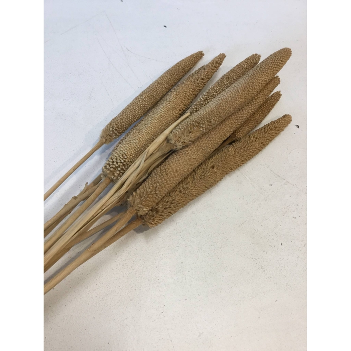 <h4>DRIED FLOWERS - BABALA YELLOW 10PCS 70-75CM</h4>