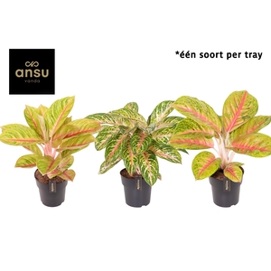 Aglaonema Pink Surprise Tray