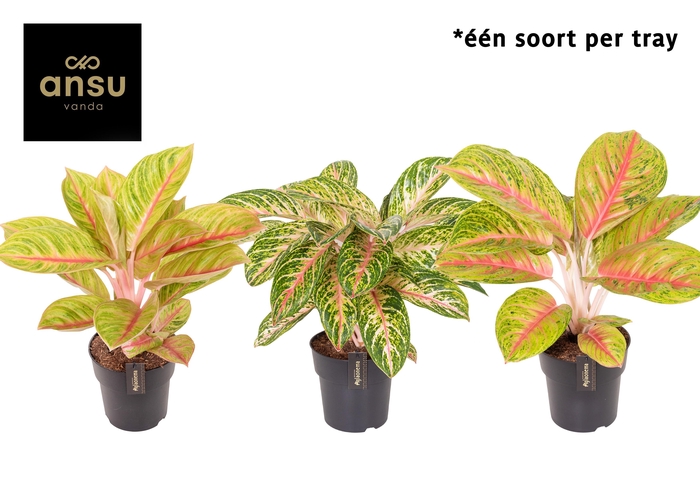 <h4>Aglaonema Pink Surprise Tray</h4>