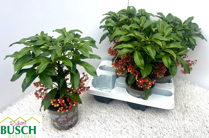 <h4>ARDIS CRENATA</h4>