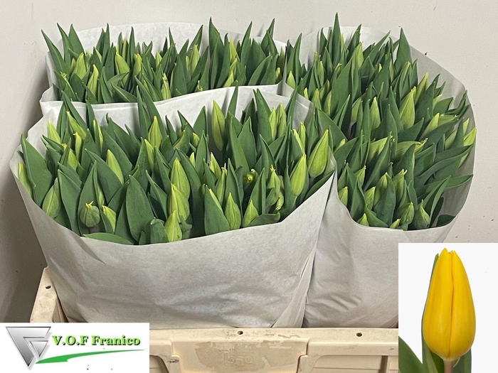 <h4>TU EN STRONG GOLD</h4>