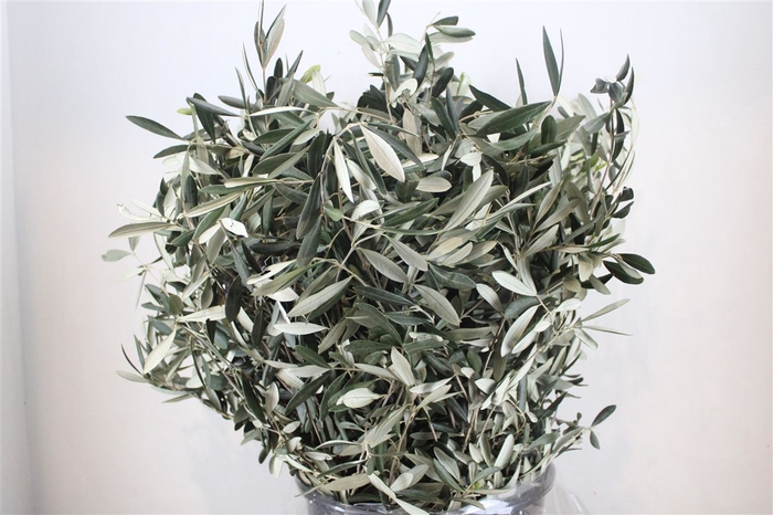 <h4>Olive 400gr P/b</h4>