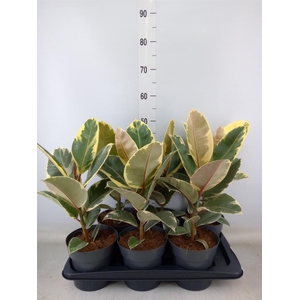 Ficus elastica 'Tineke'