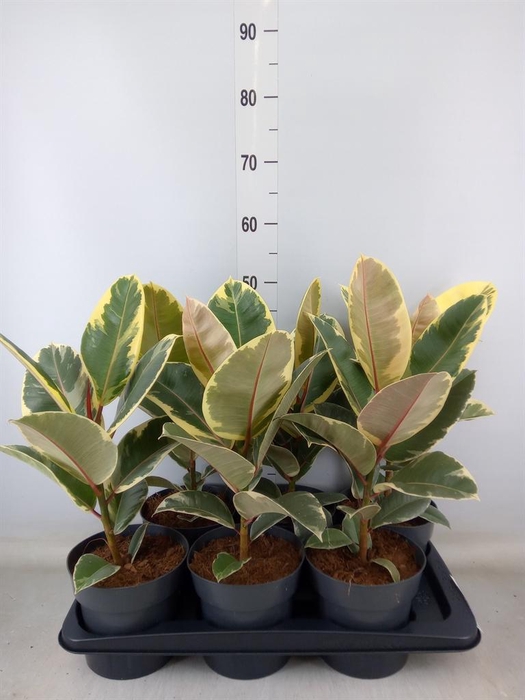 <h4>Ficus elastica 'Tineke'</h4>