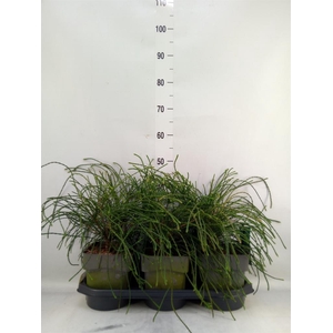 Thuja plicata 'Whipecord'