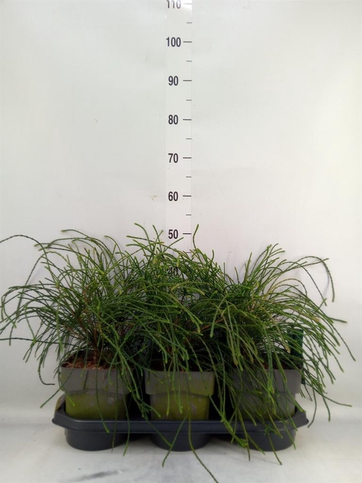 <h4>Thuja plicata 'Whipecord'</h4>