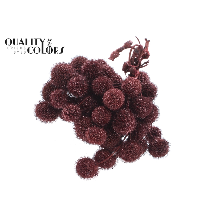 <h4>Small ball per bunch in poly Burgundy + Glitter</h4>