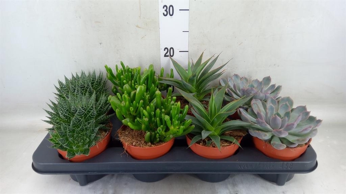 <h4>Succulents   ...mix 4</h4>