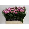 Paeonia Dr Alexander Fleming