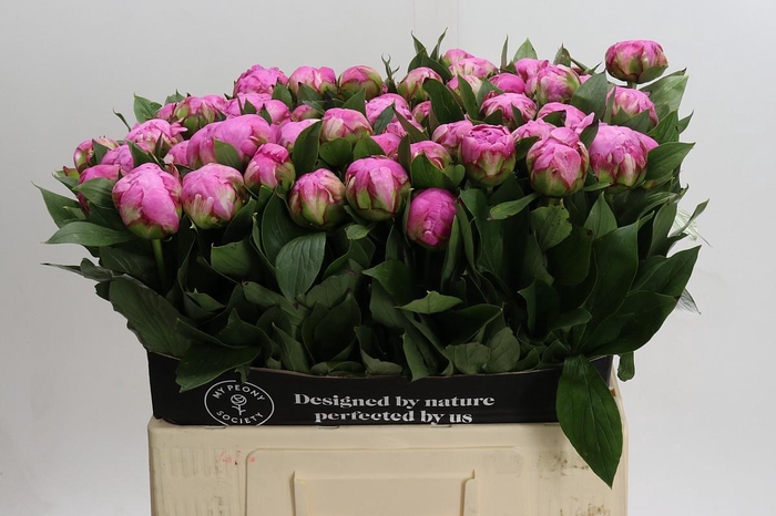 <h4>Paeonia Dr Alexander Fleming</h4>