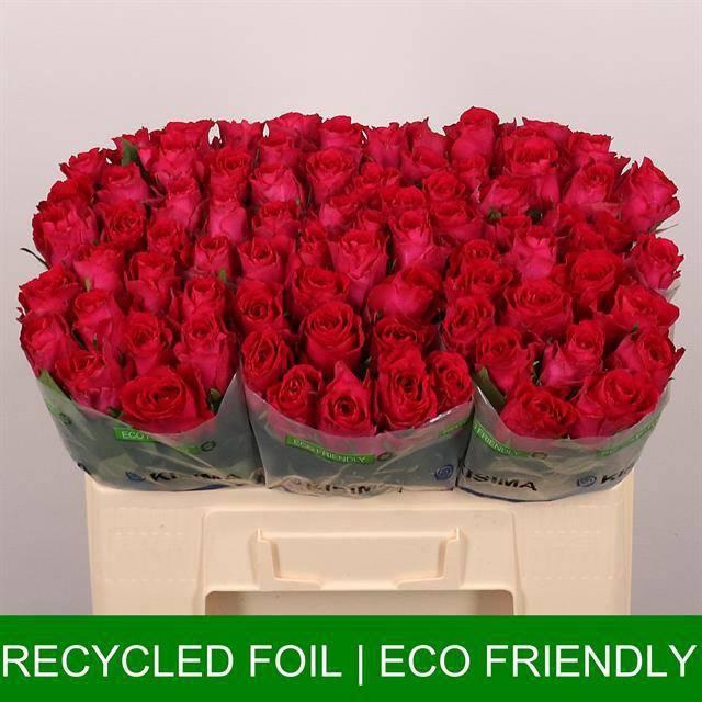 <h4>R GR MADAM CERISE</h4>