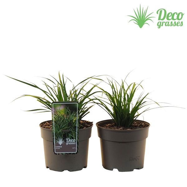 <h4>Carex morowii</h4>