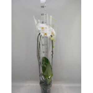 Phalaenopsis   ...white